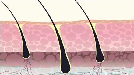 人体的毛囊是一直工作的吗？人体的毛囊也是会轮番休息的