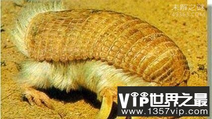 雌雄同体的六种罕见怪兽,它们如何生育后代?