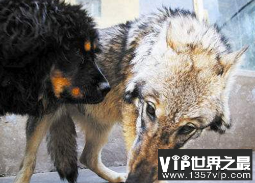 传说单獒能战五狼,藏獒和狼谁厉害?