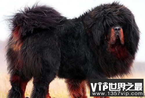 传说单獒能战五狼,藏獒和狼谁厉害?