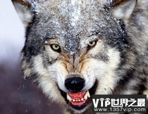 传说单獒能战五狼,藏獒和狼谁厉害?