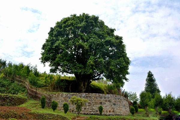 世界上最大的茶树，树龄已超过3200年（茶树王）