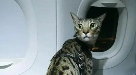 宠物狗宠物猫可以跟乘客一块坐飞机吗？
