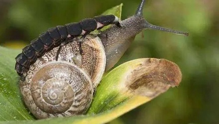 萤火虫吃蜗牛是真的吗？萤火虫是如何猎食蜗牛的？