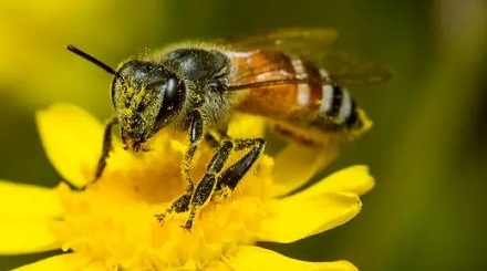 如果蜜蜂从地球消失人类能存活多久？