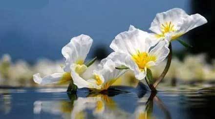 「水性杨花」是什么意思？「水性杨花」真的是一种花！