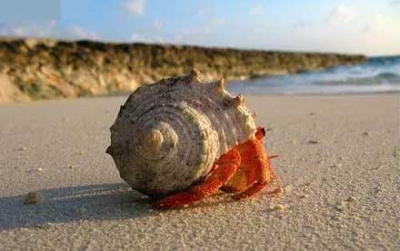 为什么寄居蟹总能找到身体大小的壳？ 