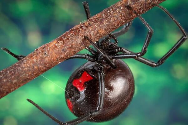 世界毒性最强的十大剧毒蜘蛛