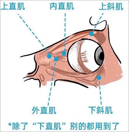 经常「翻白眼」能保护眼睛是真的吗？