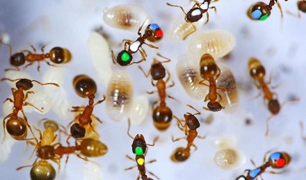 蚂蚁也会“偷懒摸鱼”是真的吗？