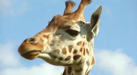 长颈鹿会叫吗？为什么很少听长颈鹿叫？
