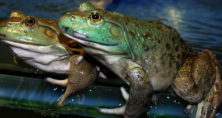 牛蛙为什么叫「牛蛙」？