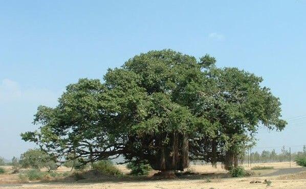 世界上最大的树冠，孟加拉榕树有半个足球场大