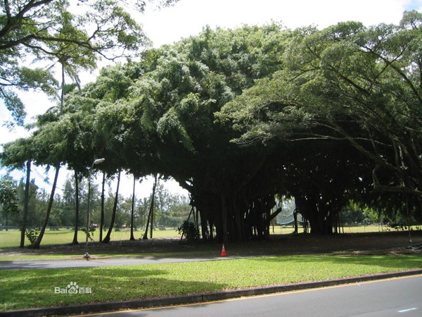 世界上最大的树冠，孟加拉榕树有半个足球场大