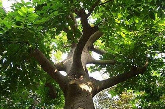 世界上最毒的树木，箭毒木(又名见血封喉树/有剧毒)