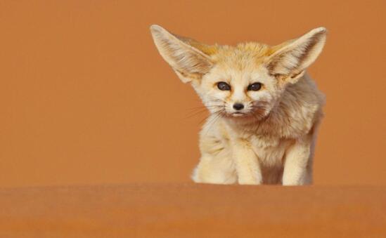 世界十大最可爱的动物，耳廓狐荣登最可爱动物榜首