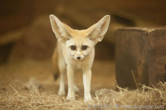 世界十大最可爱的动物，耳廓狐荣登最可爱动物