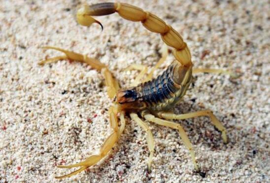 世界第一毒蝎，以色列金蝎(杀人蝎带有致命剧毒)