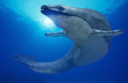 现代鲸的祖先，史前械齿鲸(体长18米/重达15吨)