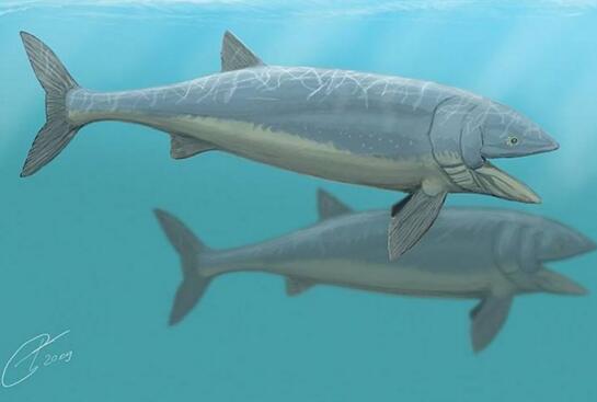 有史以来最大的鱼类，侏罗纪利兹鱼(长达27米)