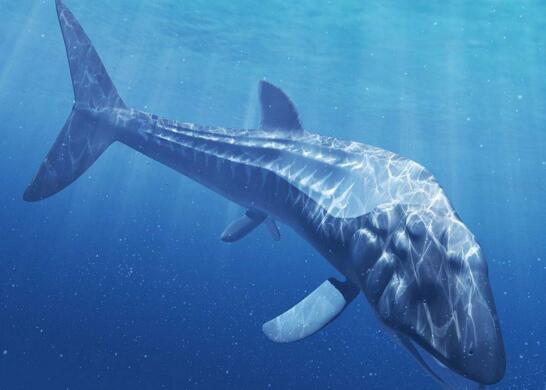 有史以来最大的鱼类，侏罗纪利兹鱼(长达27米)