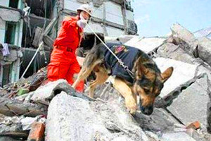 地震搜救犬全部处死，为某个神秘人物陪葬(谣言不可信！！)