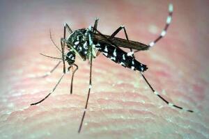 世界上最毒的蚊子，白纹伊蚊(是多种疾病传播的