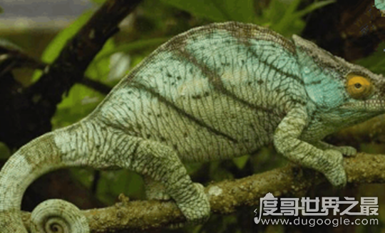 世界上最大的变色龙，国王变色龙体长70厘米(舌头长110厘米)