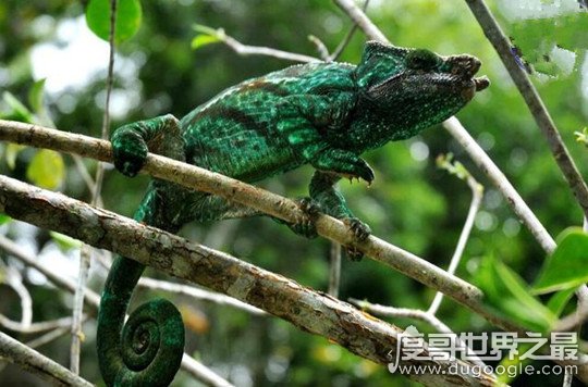 世界上最大的变色龙，国王变色龙体长70厘米(舌头长110厘米)