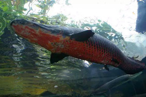 世界上最大巨骨舌鱼有多大，长3米/重达460斤(4壮
