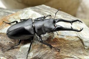 世界上最大的锹甲虫，长颈鹿锯锹全长12.3厘米