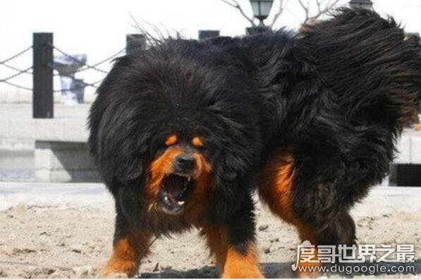 世界上最厉害的狗排名，藏獒屈居第二(第一是“美国斗兽场牛头梗”)