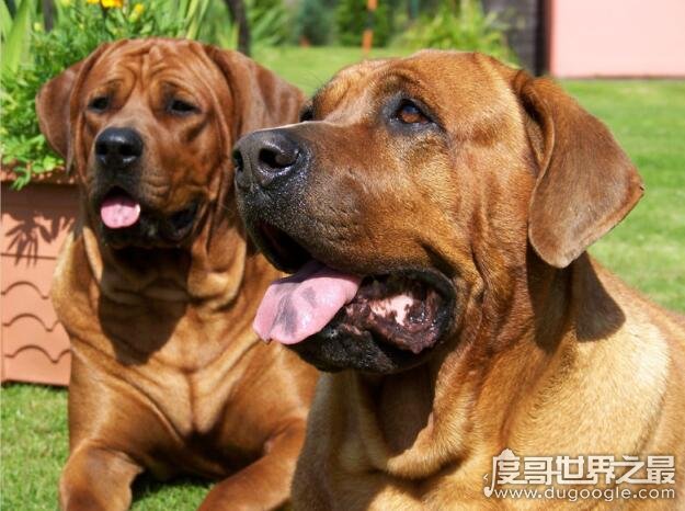 世界上最厉害的狗排名，藏獒屈居第二(第一是“美国斗兽场牛头梗”)