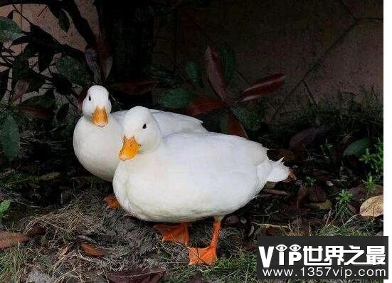 世界上最贵的宠物鸭子，王思聪的柯尔鸭一只价格高达15000元