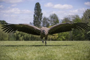 世界上最大的雕排名，安第斯神鹫世界第一(体重