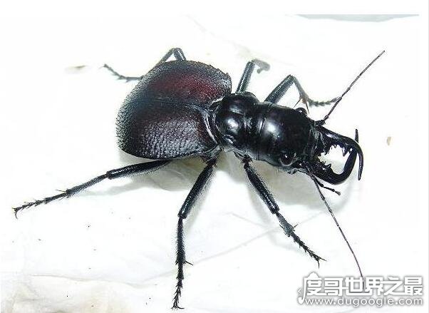 世界上最大的食肉甲虫，大王虎甲(能够轻松捕食老鼠和蜥蜴)