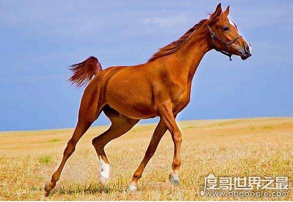 世界上最名贵的马，埃及纯血阿拉伯马有价无市(全球仅数千匹)