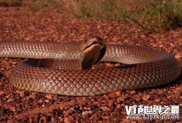 世界十大毒蛇，黑曼巴仅排第五(第一被两种毒蛇并列获得)
