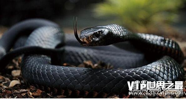 世界十大毒蛇，黑曼巴仅排第五(第一被两种毒蛇并列获得)