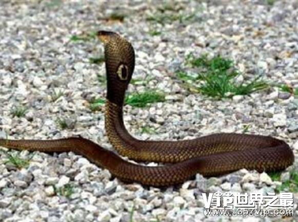 世界十大毒蛇，黑曼巴仅排第五(第一被两种毒蛇并列获得)