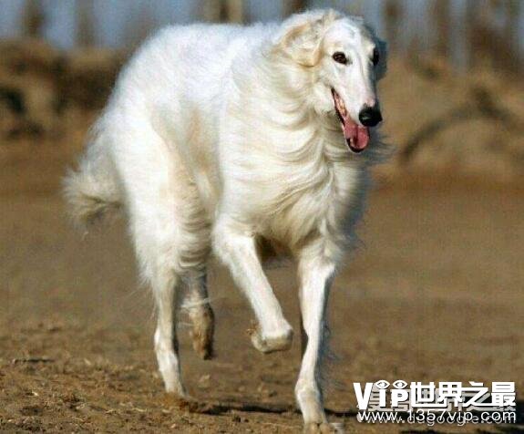 世界十大最好的狩猎犬，罗得西亚脊背犬能狩猎狮子(对主人极忠诚)