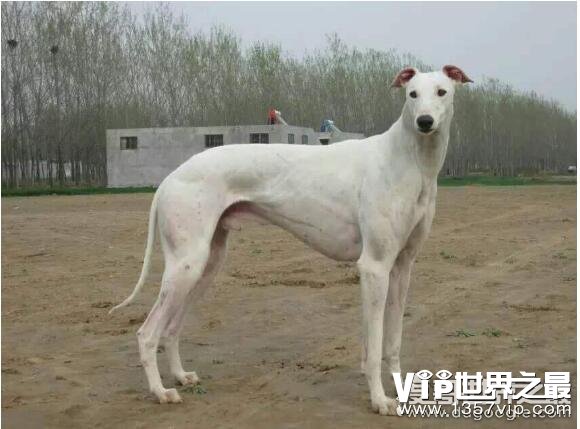 世界十大最好的狩猎犬，罗得西亚脊背犬能狩猎狮子(对主人极忠诚)