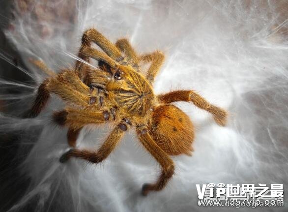 世界十大巨型蜘蛛盘点，亚马逊巨人食鸟蛛最长可达30厘米