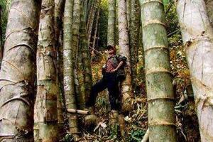 世界上最大最粗的竹子，巨龙竹(最粗能达到30厘米/高达45米)