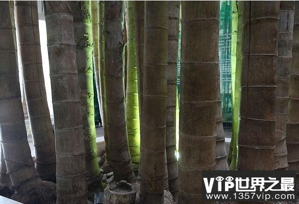 世界上最大最粗的竹子，巨龙竹(最粗能达到30厘米/高达45米)