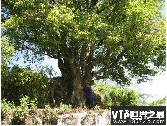 中国最大的茶树，锦绣茶王有3200年的的历史(树干直径有1.84米)