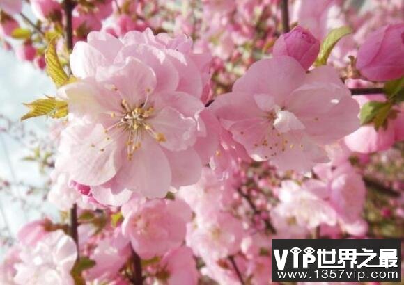 桃花什么时候开，每年3~6月份是桃花盛开的时节(养护技巧)