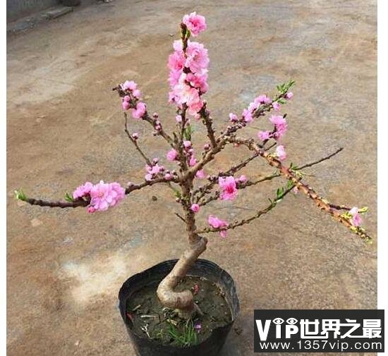 桃花什么时候开，每年3~6月份是桃花盛开的时节(养护技巧)