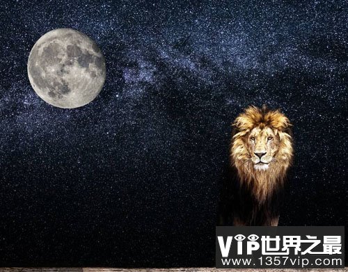 留意月亮 避免被狮子暗杀
