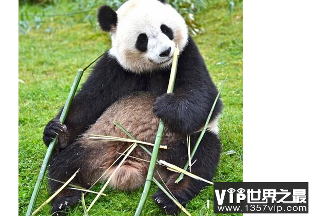 中国十大国宝动物，盘点我国最珍贵的濒危动物